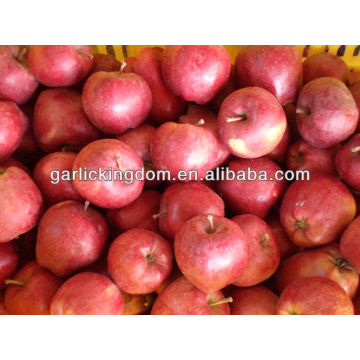 Gansu apple / Fresh Huaniu / Huaniu apple d&#39;origine